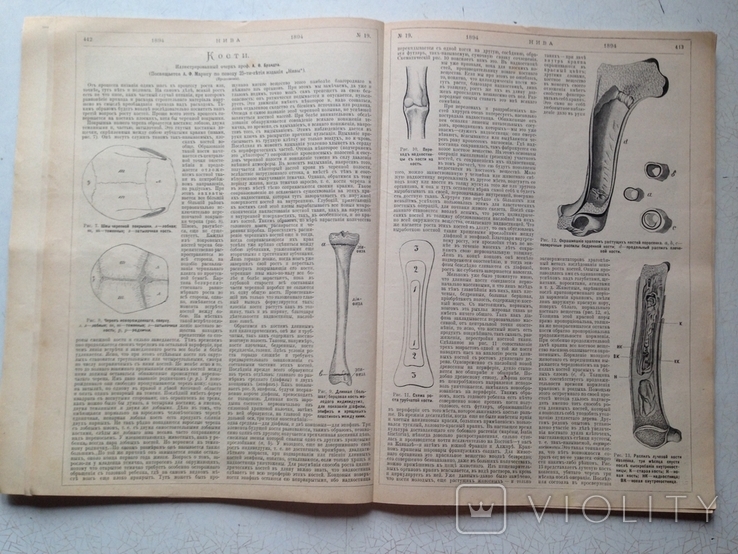 Нива №19/1894. Кости- иллюстрированный очерк профессора Брандта. Фуше. Реклама., фото №2