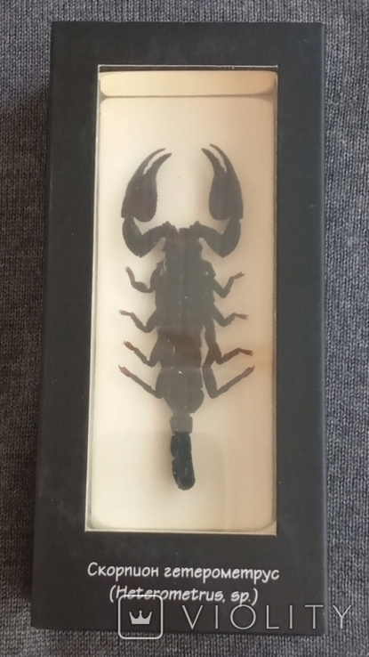 Скорпион в оргстекле крупный красавец