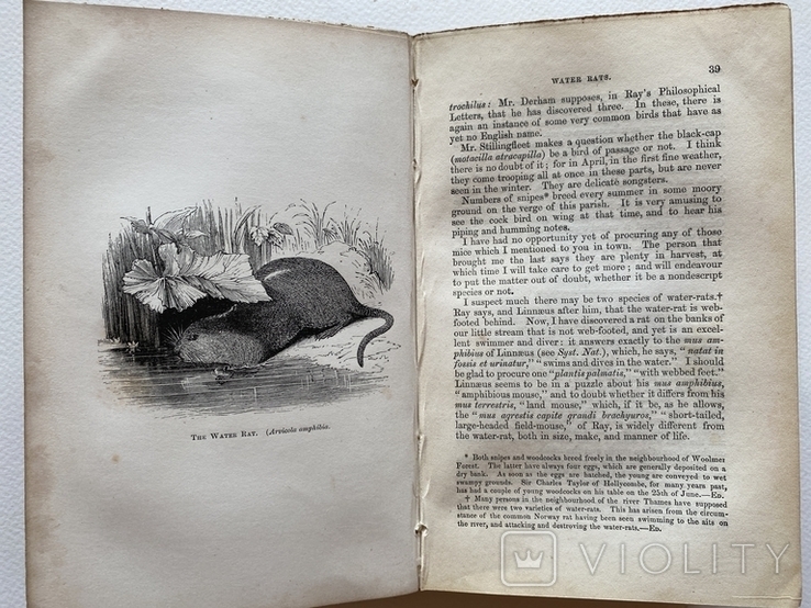 Природнича історія. Gilbert White. The Natural History of Selborn, London 1854, гравюри, фото №10