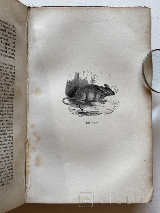 Природнича історія. Gilbert White. The Natural History of Selborn, London 1854, гравюри, фото №11