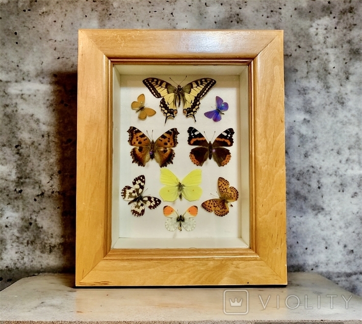 Бабочки в рамке под стеклом, фото №2