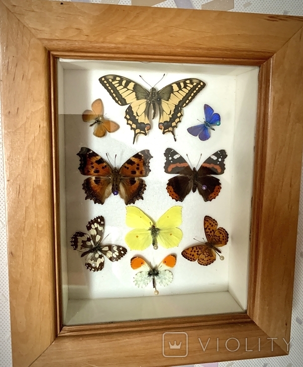 Бабочки в рамке под стеклом, фото №3