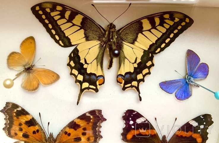 Бабочки в рамке под стеклом, фото №5