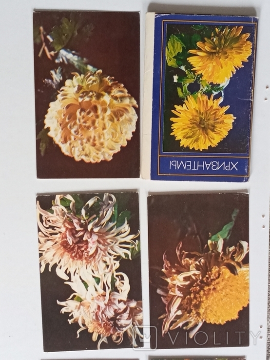 Комплект открыток "Хризантемы " 15 шт. 1974г., фото №4