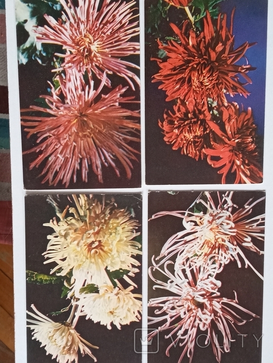 Комплект открыток "Хризантемы " 15 шт. 1974г., фото №5