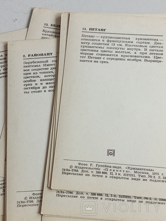 Комплект открыток "Хризантемы " 15 шт. 1974г., фото №7