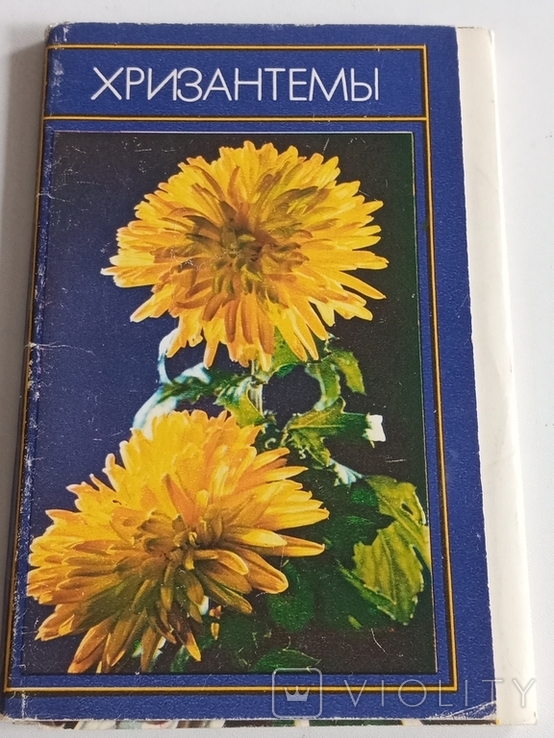 Комплект открыток "Хризантемы " 15 шт. 1974г., фото №8