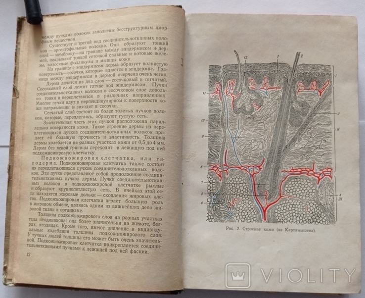 Шкірні та венеричні захворювання. Л. І. Фандєєв, 1954, 362 с., фото №2