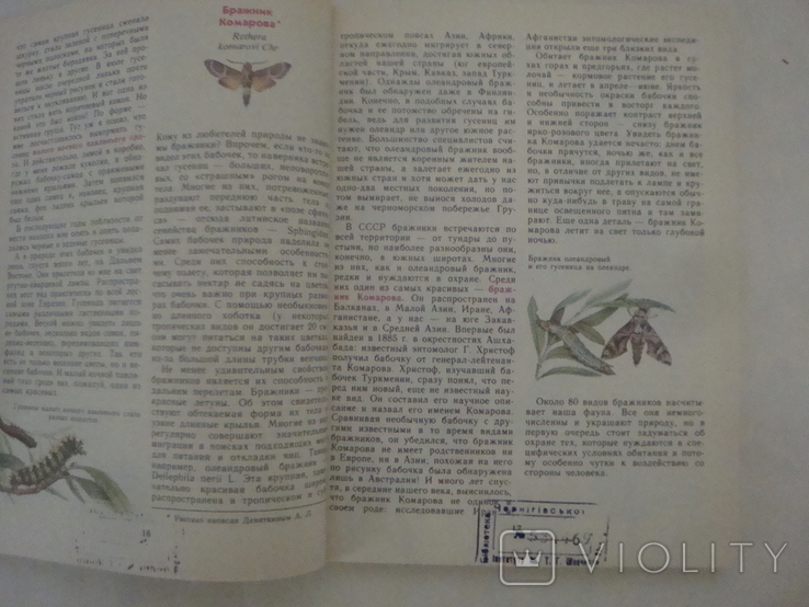 Насекомые Красной книги СССР, фото №6