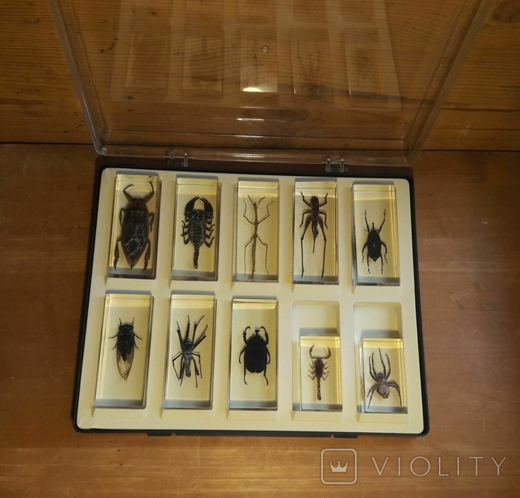 Коллекция насекомых, фото №2