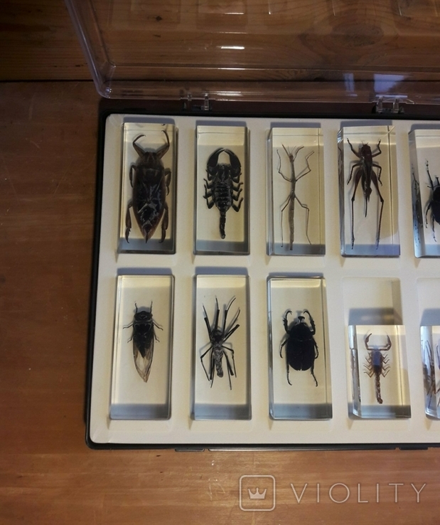 Коллекция насекомых, фото №3