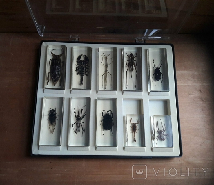 Коллекция насекомых, фото №6