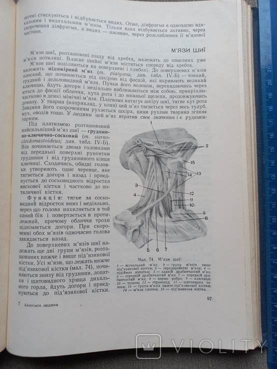 М.М.Сауляк-Савицька Анатомія людини, фото №8