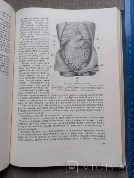 М.М.Сауляк-Савицька Анатомія людини, фото №9