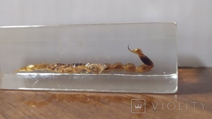 Скорпион в пластиковом саркофаге, фото №4