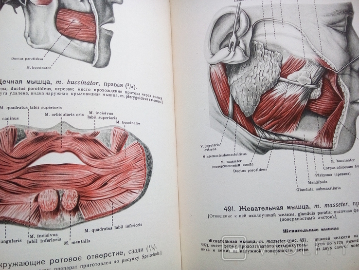 Атлас анатомии человека,том2,том3,авт.Р.Д.Синельников, фото №6