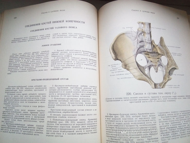 Атлас анатомии человека,том1,авт.Р.Д.Синельников,1952 рік, фото №5