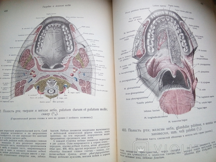 Атлас анатомии человека,том1,авт.Р.Д.Синельников,1952 рік, фото №6