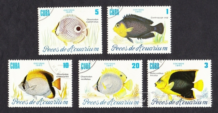 1985 год. Куба. Рыбы, фото №2