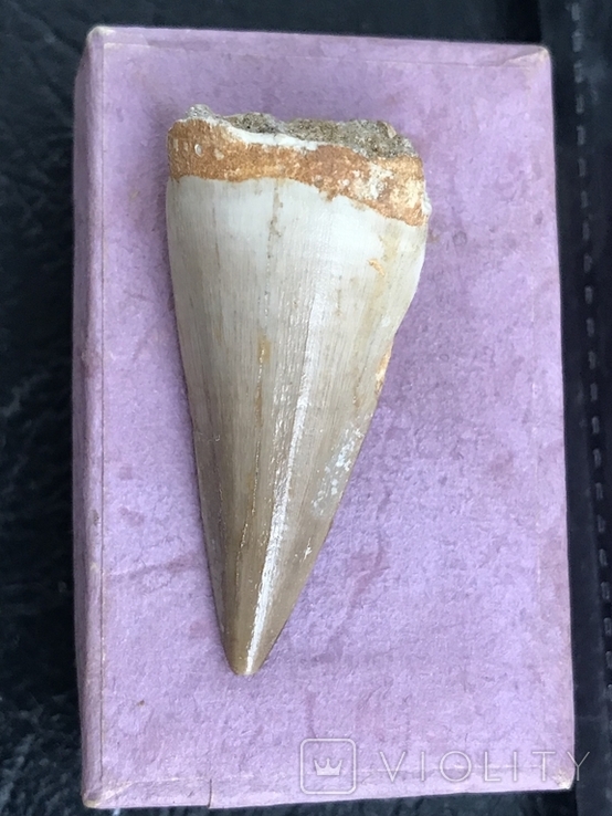 Зуб Мозазавра( сертификат), фото №6
