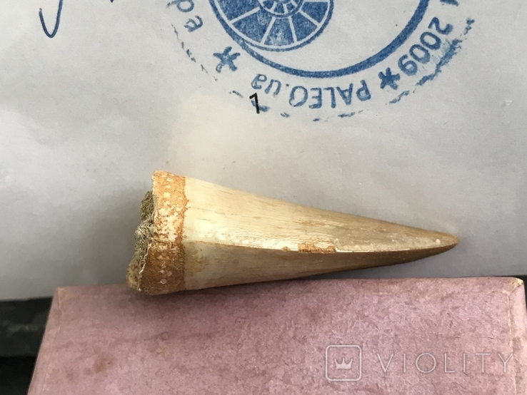 Зуб Мозазавра( сертификат), фото №8