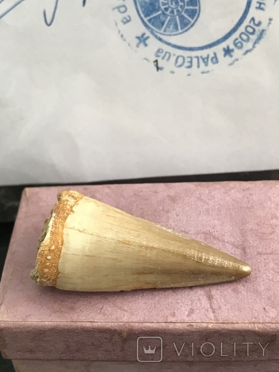Зуб Мозазавра( сертификат), фото №12
