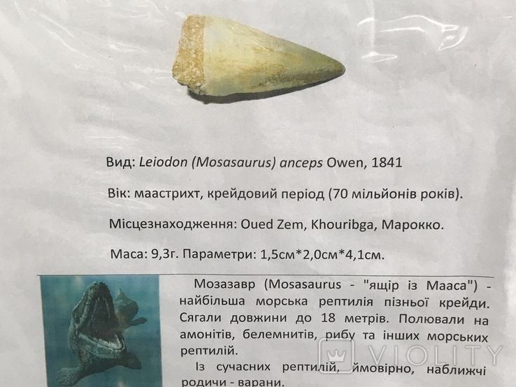 Зуб Мозазавра( сертификат), фото №13