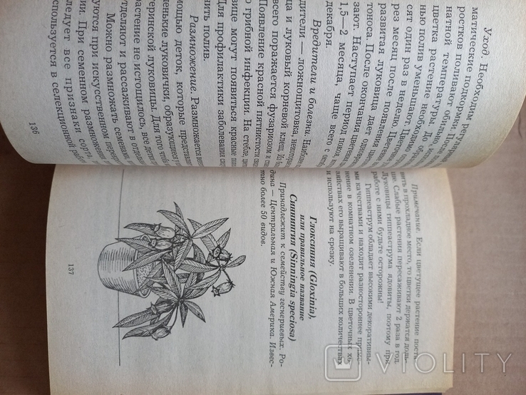 Александрова "Комнатное цветоводство", фото №7