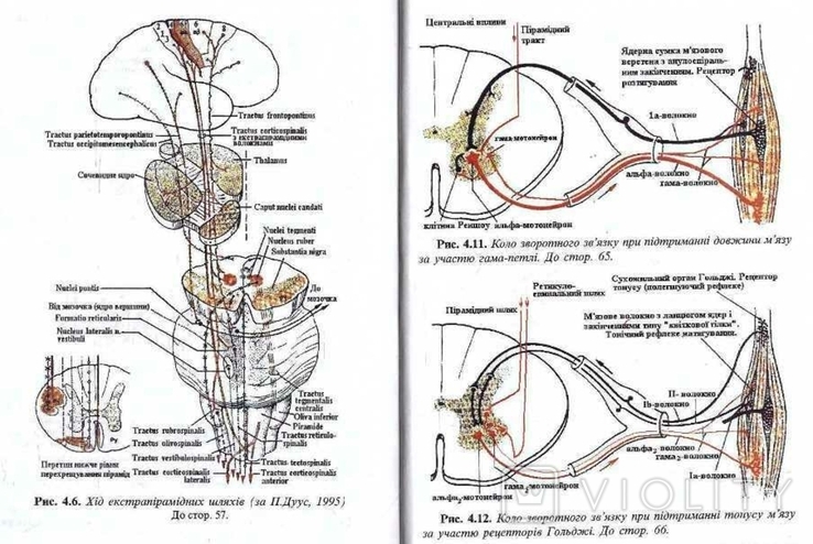 Фізіологія нервової системи.Авт.В.Мороз та ін.2001 р., фото №6