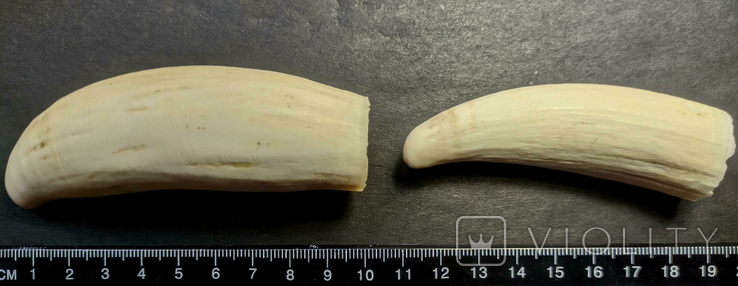  Зубы молодых кашалотов, 125 г, фото №3
