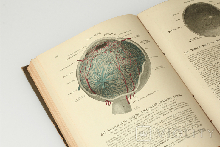 Дореволюційний атлас анатомії людини Вільгельм Гіз Спалтехольц 1901-1906 книга, фото №6