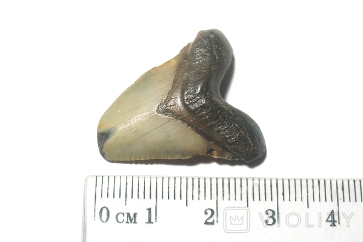 Зуб мегалодона, фото №3