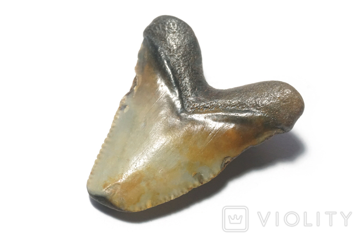 Зуб мегалодона, фото №5