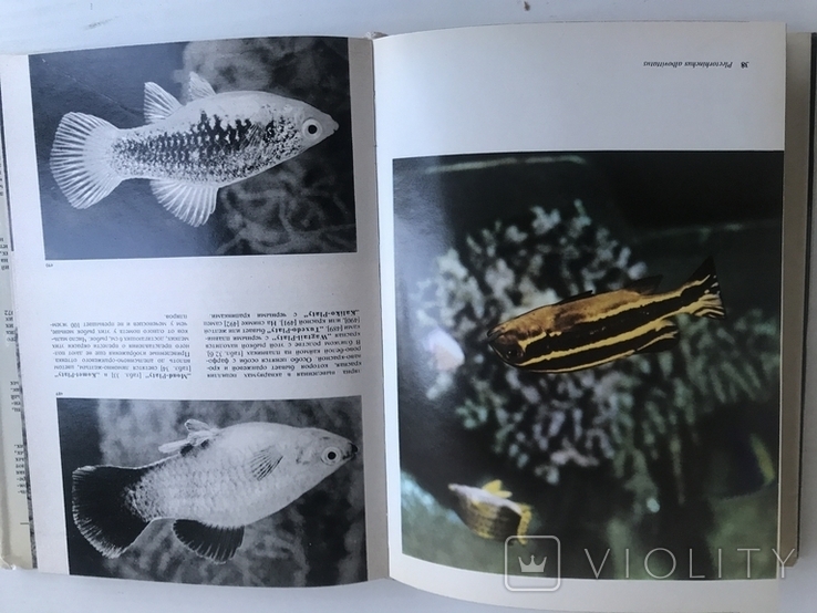 Ілюстрована енциклопедія риб. Мистецтво. Франк. Видавництво ARTIJA, Прага. Рік випуску: 1975., фото №8