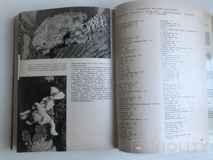 Ілюстрована енциклопедія риб. Мистецтво. Франк. Видавництво ARTIJA, Прага. Рік випуску: 1975., фото №9