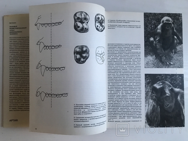 Великий ілюстрований атлас первісної людини. Ян Єлінек. АРТІЯ, Прага, 1982, фото №7