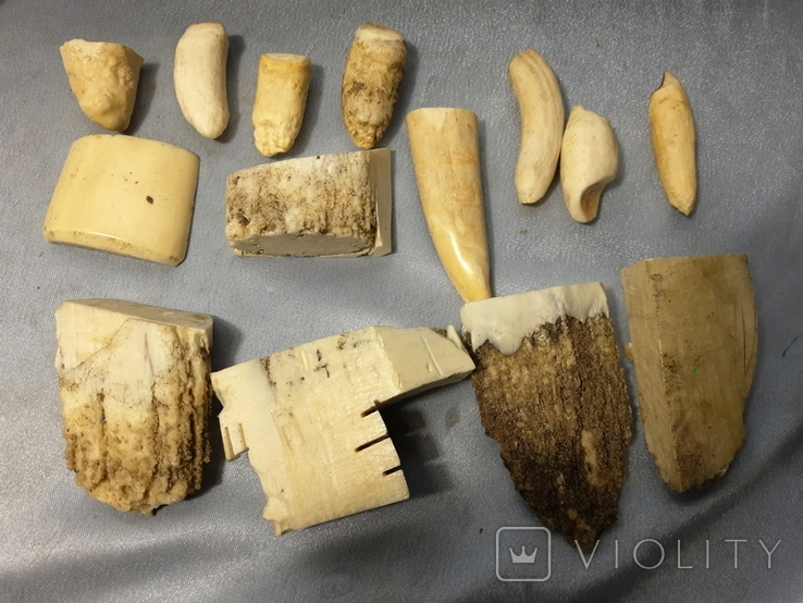 Бивни и зубы Моржа, Вес 454 грамм, фото №2