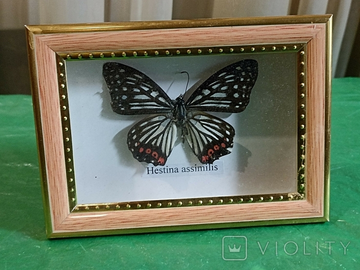 Бабочка в рамке, фото №2