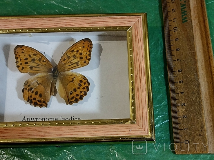 Бабочка в рамке, фото №6