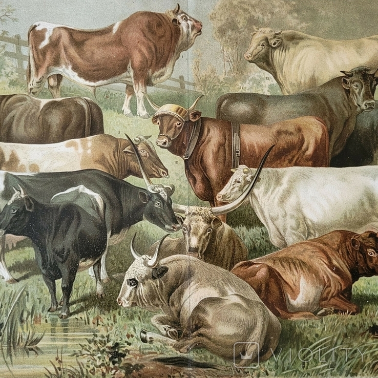 1895 Коровы Быки Хромолитография дореволюционная, фото №4