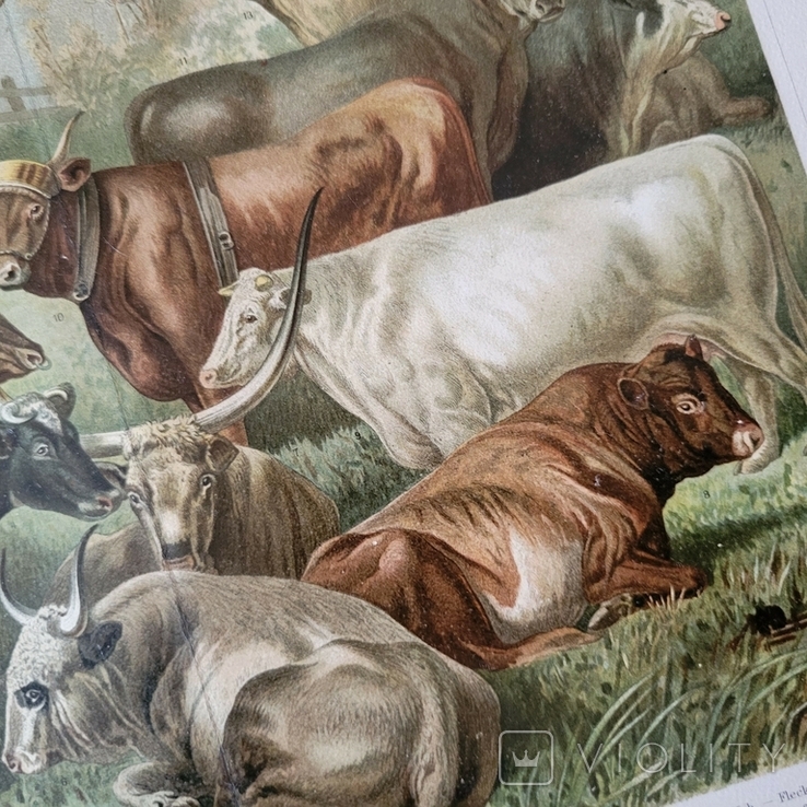 1895 Коровы Быки Хромолитография дореволюционная, фото №7