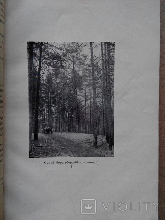 Лесной журнал 1910г. С фотографиями лесов, фото №3