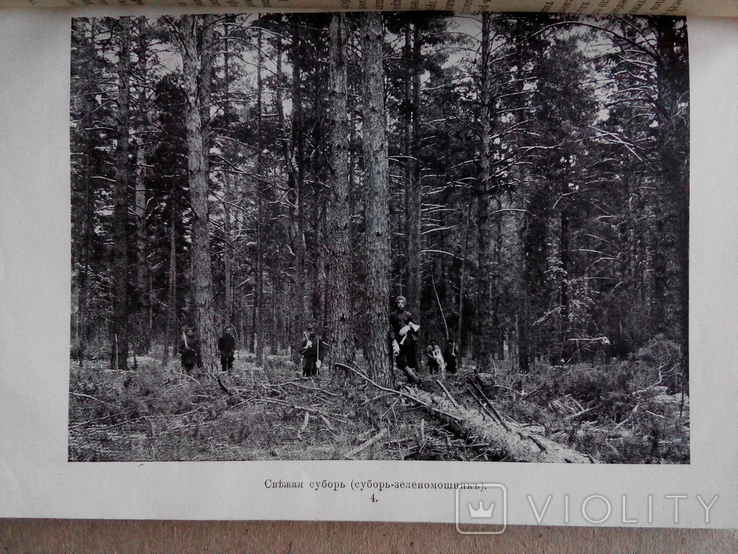 Лесной журнал 1910г. С фотографиями лесов, фото №5