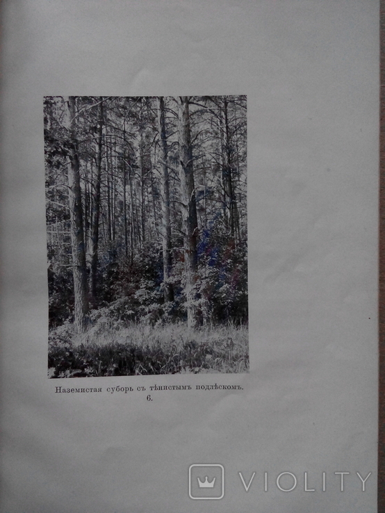 Лесной журнал 1910г. С фотографиями лесов, фото №7