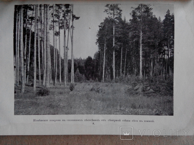 Лесной журнал 1910г. С фотографиями лесов, фото №8