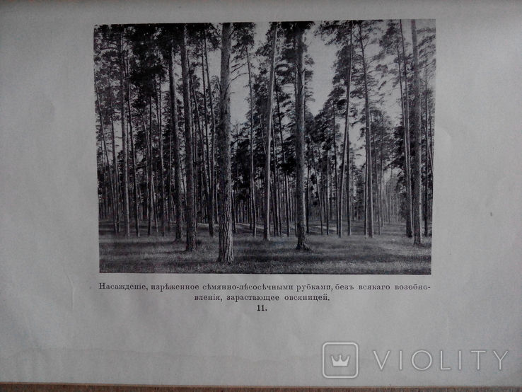 Лесной журнал 1910г. С фотографиями лесов, фото №10