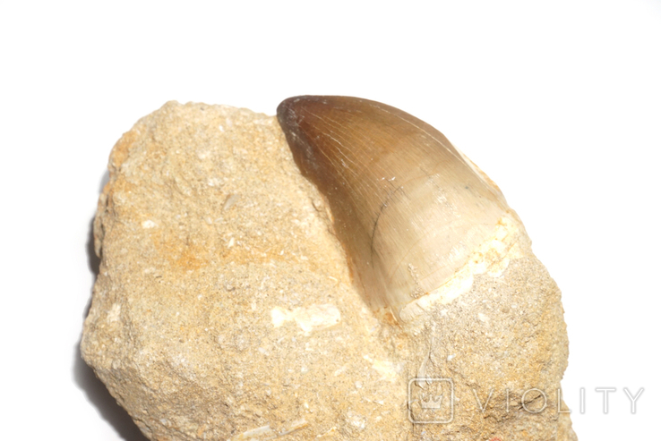 Крупний зуб мозазавра в породі, фото №6