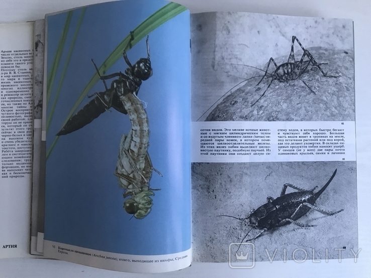 Ілюстрована енциклопедія комах. Видавництво «АРТІЯ», Прага. 1977., фото №6