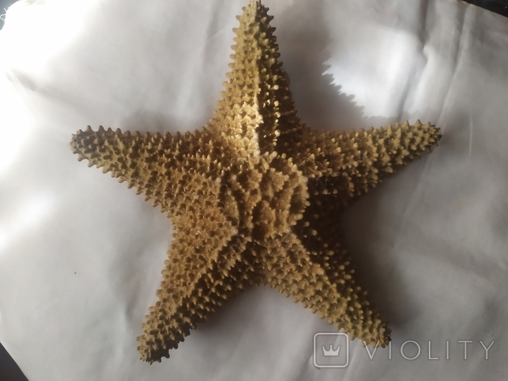 Морская звезда 21см, фото №3
