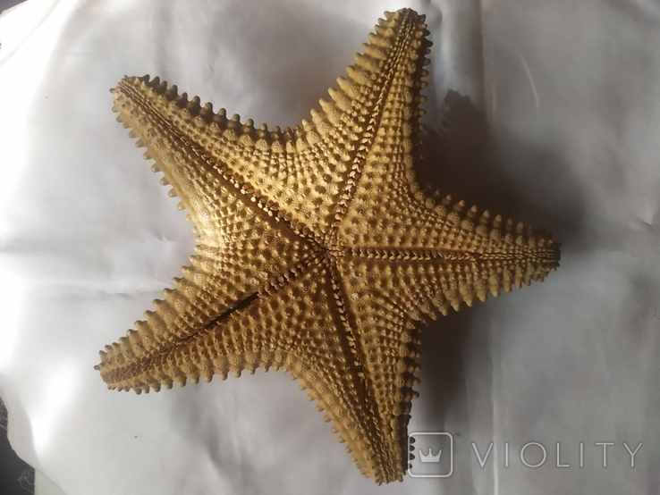 Морская звезда 21см, фото №4